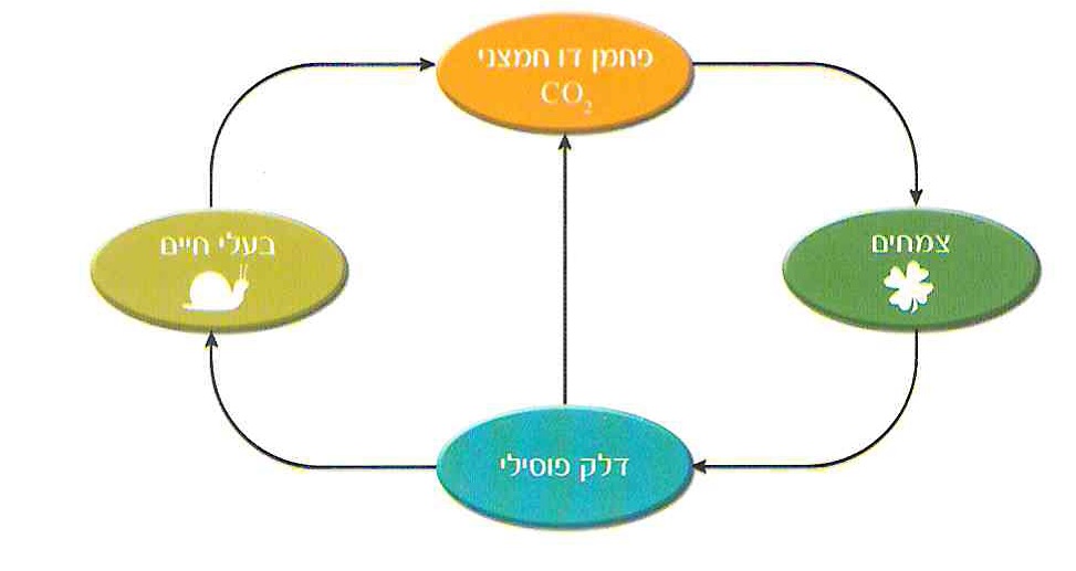 תרשים